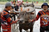 Peserta menyiapkan kerbau di lahan pertanian milik petani saat lomba karapan kerbau di Lumajang, Jawa Timur, Senin (24/6/2024). Tradisi karapan kerbau yang diikuti oleh 50 peserta dari lima kecamatan tersebut digelar sebagai bentuk rasa syukur atas melimpahnya hasil panen sekaligus menyambut awal musim tanam. Antara Jatim/Irfan Sumanjaya/um 