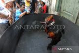 Kapolda Sulsel copot Kapolsek EG terlibat judi sabung ayam