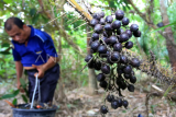 Harga buah jernag turun di Aceh