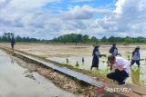 Jokowi minta tambahan pompa atasi kekeringan lahan tani Juli-Oktober