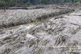 Pemkab Sigi data lahan pertanian rusak akibat banjir di Palolo