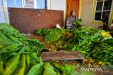 Petani mengiris daun tembakau yang telah dipanen di Desa Banyuresmi, Tanjungsari, Kabupaten Sumedang, Jawa Barat, Rabu (26/6/2024). Kementerian Keuangan mencatat, realisasi penerimaan Cukai Hasil Tembakau (CHT) per Februari 2024 mencapai Rp 39,5 triliun, atau mengalami penurunan sebesar 6,6 persen dibanding periode yang sama pada tahun sebelumnya. ANTARA FOTO/Raisan Al Farisi/agr