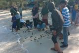 Pokmaswas Jalur Gaza Desa Sulengwaseng Solor lepasliarkan 256 ekor tukik