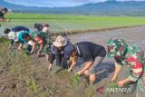 Dinas Pertanian Solok lakukan tanam bersama dongkrak produksi padi