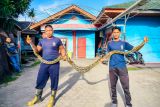 Disdamkar Natuna evakuasi ular piton sepanjang empat meter