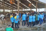 Keseruan peserta Jambore MCC Ke-3 se-Jawa Tengah saat kunjungi peternakan sapi perah Baturraden