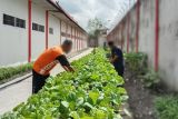 Warga binaan Lapas Sampit sukses membudidayakan sayuran hidroponik
