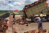 Ketua DPRD Seruyan: DLHK segera turun ke lapangan terkait limbah kelapa sawit