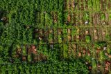 Produksi tanaman sayuran nasional menurun. Foto udara sejumlah petani memanen wortel di Bumiaji, Batu, Jawa Timur, Minggu (30/6/2024). Menurut data Kementerian Pertanian (Kementan) produksi tanaman sayuran tahun 2023 menurun 4,34 persen dari tahun sebelumnya, yakni 15.270.427 ton menjadi 14.607.750 juta ton. ANTARA FOTO/Muhammad MadaANTARA FOTO/Muhammad Mada (ANTARA FOTO/Muhammad Mada)