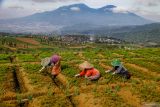 Sejumlah petani merawat wortel di Bumiaji, Batu, Jawa Timur, Minggu (30/6/2024). Menurut data Kementerian Pertanian (Kementan) produksi tanaman sayuran tahun 2023 menurun 4,34 persen dari tahun sebelumnya, yakni 15.270.427 ton menjadi 14.607.750 juta ton. Antara Jatim/Muhammad Mada/um 