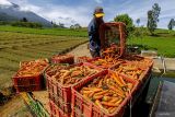Petani memanen wortel di Bumiaji, Batu, Jawa Timur, Minggu (30/6/2024). Menurut data Kementerian Pertanian (Kementan) produksi tanaman sayuran tahun 2023 menurun 4,34 persen dari tahun sebelumnya, yakni 15.270.427 ton menjadi 14.607.750 juta ton. Antara Jatim/Muhammad Mada/um 