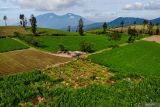 Foto udara sejumlah petani memanen wortel di Bumiaji, Batu, Jawa Timur, Minggu (30/6/2024). Menurut data Kementerian Pertanian (Kementan) produksi tanaman sayuran tahun 2023 menurun 4,34 persen dari tahun sebelumnya, yakni 15.270.427 ton menjadi 14.607.750 juta ton. Antara Jatim/Muhammad Mada/um 