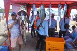 Seorang peserta lomba memancing memperlihatkan ikan Cobia (Rachycentron canadum) seberat 34 Kg hasil tangkapan dalam Fishing Camp 2024 di Pantai Sijile, Desa Sumberwaru, Banyuputih, Situbondo, Jawa Timur, Minggu (30/6/2024). Sebanyak 320 orang peserta lomba yang terbagi menjadi 80 tim mengikuti lomba memancing untuk mengenalkan dan menarik wisatawan datang ke objek wisata bahari Merak Baluran. Antara Jatim/Seno/um