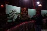 Pengunjung mengamati bonsai saat pameran bonsai di Kabupaten Ponorogo, Jawa Timur, Minggu (30/6/2024). Pameran bonsai yang menampilkan 130 bonsai dari sejumlah daerah di Jawa Timur dan Jawa Tengah dalam rangka memeriahkan acara Grebeg Suro 2024 tersebut berlangsung hingga 1 Juli 2024. Antara Jatim/Siswowidodo/um 