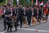 Sejumlah anggota Unit Satwa K9 Polda Bali mengikuti parade defile saat peringatan Hari Bhayangkara ke-78 di Lapangan Puputan Margarana, Denpasar, Bali, Senin (1/7/2024). Kegiatan yang mengusung tema Polri Presisi Mendukung Percepatan Transformasi Ekonomi yang Inklusif dan Berkelanjutan menuju Indonesia Emas tersebut melibatkan 914 personel dari unsur Polri, TNI, Satpol PP, Satpam dan Pecalang. ANTARA FOTO/Nyoman Hendra Wibowo/wsj.