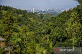 Lansekap hutan dengan latar belakang perhotelan terlihat dari Desa Mekarwangi, Kawasan Bandung Utara (KBU), Kabupaten Bandung Barat, Jawa Barat, Rabu (3/7/2024). Wahana Lingkungan Hidup Jawa Barat mendesak agar pemberian izin usaha serta pembangunan baru di KBU segera dihentikan karena dalam 10 tahun terakhir degradasi atau alih fungsi lahan di KBU diperkirakan telah mencapai 200 hektare, atau pertahunnya terhitung seluas 10-20 hektare. ANTARA FOTO/Raisan Al Farisi/agr