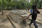 Sejumlah pekerja menyelesaikan pembuatan jalan rabat beton di kawasan Hutan Kota Tibang Banda Aceh, Kamis (4/7/2024). Hutan Kota Tibang Banda Aceh dengan luas sekitar 7,15 hektare memiliki daya tersendiri sebagai objek wisata, serta sarana edukasi tentang kelestarian alam, namun saat ini beberapa fasilitas umum perlu diperbaikan akibat lapuk termakan usia, apalagi dalam menghadapi kunjungan wisatawan saat penyelenggaraan PON XXI Aceh-Sumut pada 8-20 September 2024. ANTARA/Khalis Surry