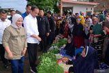 Presiden Jokowi-Iriana belanja buah dan sayuran di Pasar Bulukumba, Sulsel