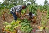 Seorang anggota kelompok tani bersama keluarganya memanen daun tembakau di desa Lambeugak, kecamatan Kuta Cot Glie, kabupaten Aceh Besar, Aceh, Jumat (5/7/2024).  Menurut petani di daerah itu, kualitas tembakau pada panen saat ini sedikit menurun dan produksinya juga berkurang dari sebelumnya rata rata mencapai Rp2,5 ton per hektare dalam bentuk daun kering menjadi kisaran 2,2 ton per hektare karena terdampak kemarau pascapenanaman hingga tanaman tembakau berumur satu bulan.  ANTARA FOTO/Ampelsa.