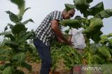 Seorang anggota kelompok tani bersama keluarganya memanen daun tembakau di desa Lambeugak, kecamatan Kuta Cot Glie, kabupaten Aceh Besar, Aceh, Jumat (5/7/2024).  Menurut petani di daerah itu, kualitas tembakau pada panen saat ini sedikit menurun dan produksinya juga berkurang dari sebelumnya rata rata mencapai Rp2,5 ton per hektare dalam bentuk daun kering menjadi kisaran 2,2 ton per hektare karena terdampak kemarau pascapenanaman hingga tanaman tembakau berumur satu bulan.  ANTARA FOTO/Ampelsa.