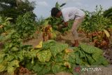 Seorang keluarga petani memanen daun tembakau di desa Lambeugak, kecamatan Kuta Cot Glie, kabupaten Aceh Besar, Aceh, Jumat (5/7/2024).  Menurut petani di daerah itu, kualitas tembakau pada panen saat ini sedikit menurun dan produksinya juga berkurang dari sebelumnya rata rata mencapai Rp2,5 ton per hektare dalam bentuk daun kering menjadi kisaran 2,2 ton per hektare karena terdampak kemarau pascapenanaman hingga tanaman tembakau berumur satu bulan.  ANTARA FOTO/Ampelsa.