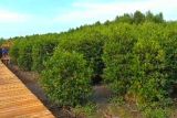 BPDAS WSS Lampung terus rehabilitasi mangrove di pesisir