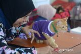 Peserta mengikuti lomba cat fashion walk saat berlangsung Pesta Kucing Kampung  di Taman Budaya, Banda Aceh, Aceh, Sabtu (6/7/2024).  Pesta Kucing Kampung yang digelar Cat Lovers dan Indonesian Cat  Association (ICA) Aceh  itu  diikuti sebanyak 68 peserta dengan memperlombakan cat fashion walk, lomba kucing terberat,  lomba kucing makan terbanyak dan lomba kucing ekor terpanjang . ANTARA FOTO/Ampelsa.