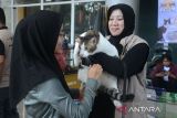 Peserta (kiri) bersiap mengikuti lomba cat fashion walk saat berlangsung Pesta Kucing Kampung  di Taman Budaya, Banda Aceh, Aceh, Sabtu (6/7/2024).  Pesta Kucing Kampung yang digelar Cat Lovers dan Indonesian Cat  Association (ICA) Aceh  itu  diikuti sebanyak 68 peserta dengan memperlombakan cat fashion walk, lomba kucing terberat,  lomba kucing makan terbanyak dan lomba kucing ekor terpanjang . ANTARA FOTO/Ampelsa.