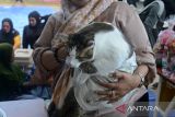 Peserta menggendong seekor kucing terbesar dengan berat  sekitar 9 kilogram saat mengikuti Pesta Kucing Kampung  di Taman Budaya, Banda Aceh, Aceh, Sabtu (6/7/2024). Pesta Kucing Kampung yang digelar Cat Lovers dan Indonesian Cat  Association (ICA) Aceh itu  diikuti sebanyak 68 peserta  dengan memperlombakan cat fashion walk, lomba kucing terberat,  lomba kucing makan terbanyak dan lomba kucing ekor terpanjang.  ANTARA FOTO/Ampelsa.