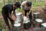 Pekerja mengumpulkan hasil sadapan getah karet di PTPN VIII Cibungur, Warungkiara, Kabupaten Sukabumi, Jawa Barat, Sabtu (6/7/2024). Badan Pusat Statistik (BPS) menyatakan produksi karet nasional pada tahun 2023 sebesar 2,65 juta ton mengalami penurunan dibanding tahun 2022 sebesar 3,14 juta ton yang disebabkan tanaman yang sudah tua dan atau rusak, konversi tanaman karet, serangan penyakit gugur daun, kurangnya tenaga kerja penyadap dan tekanan Uni Eropa terkait produksi komoditas yang merusak hutan. ANTARA FOTO/Henry Purba/agr