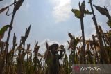 Petani mengeringkan jagung di Desa Pamalayan, Kabupaten Ciamis, Jawa Barat, Senin (8/7/2024). Petani menjemur jagung di Desa Pamalayan, Kabupaten Ciamis, Jawa Barat, Senin (8/7/2024). Badan Pangan Nasional (Bapanas) memperkuat peran dan komunikasi lintas sektor dengan petani jagung dan peternak unggas dalam membangun keberlanjutan produksi jagung pakan lokal dengan bersinergi dengan BUMN pangan, dan penyerapan jagung dalam negeri melalui Perum Bulog pada Mei 2024 mencapai 16 ribu ton. ANTARA FOTO/Adeng Bustomi/rwa
