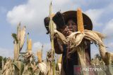 Petani mengeringkan jagung di Desa Pamalayan, Kabupaten Ciamis, Jawa Barat, Senin (8/7/2024). Petani menjemur jagung di Desa Pamalayan, Kabupaten Ciamis, Jawa Barat, Senin (8/7/2024). Badan Pangan Nasional (Bapanas) memperkuat peran dan komunikasi lintas sektor dengan petani jagung dan peternak unggas dalam membangun keberlanjutan produksi jagung pakan lokal dengan bersinergi dengan BUMN pangan, dan penyerapan jagung dalam negeri melalui Perum Bulog pada Mei 2024 mencapai 16 ribu ton. ANTARA FOTO/Adeng Bustomi/rwa
