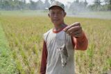 Petani memperlihatkan hama tikus yang merusak tanaman padi miliknya di areal persawahan kecamatan Sumbersuko, Lumajang, Jawa Timur, Senin (8/72024). Berdasarkan laporan yang dihimpun Himpunan Kelompok Tani Indonesia (HKTI) Lumajang per Senin (8/7), kurang lebih 300 hektare tanaman padi, jagung, dan sayuran di delapan kecamatan di wilayah tersebut terdampak hama tikus dan terancam gagal panen. ANTARA Jatim/Irfan Sumanjaya/mas.