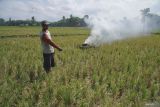 Petani menunjuk tanaman padi miliknya yang rusak akibat hama tikus di areal persawahan kecamatan Sumbersuko, Lumajang, Jawa Timur, Senin (8/72024). Berdasarkan laporan yang dihimpun Himpunan Kelompok Tani Indonesia (HKTI) Lumajang per Senin (8/7), kurang lebih 300 hektare tanaman padi, jagung, dan sayuran di delapan kecamatan di wilayah tersebut terdampak hama tikus dan terancam gagal panen. ANTARA Jatim/Irfan Sumanjaya/mas.