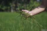 Petani memperlihatkan tanaman padi miliknya yang rusak akibat hama tikus di areal persawahan kecamatan Sumbersuko, Lumajang, Jawa Timur, Senin (8/72024). Berdasarkan laporan yang dihimpun Himpunan Kelompok Tani Indonesia (HKTI) Lumajang per Senin (8/7), kurang lebih 300 hektare tanaman padi, jagung, dan sayuran di delapan kecamatan di wilayah tersebut terdampak hama tikus dan terancam gagal panen. ANTARA Jatim/Irfan Sumanjaya/mas.