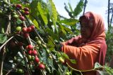 Seorang pekerja memetik kopi jenis Arabika di Desa Sukorejo, Sumberwringin, Bondowoso, Jawa Timur, Rabu (10/7/2024). Harga kopi di tingkat petani naik, yaitu jenis Robusta Rp12.000 menjadi Rp16.000 dan jenis Arabika Rp12.000 menjadi Rp14.000 per kilogram gelondongan atau cherry biji kopi akibat dampak krisis iklim menyebabkan penurunan produksi produsen kopi dunia seperti Brazil dan Vietnam. Antara Jatim/Seno/um