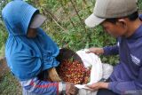 Dua orang pekerja memasukkan kopi jenis Arabika ke dalam karung saat panen di Desa Sukorejo, Sumberwringin, Bondowoso, Jawa Timur, Rabu (10/7/2024). Harga kopi di tingkat petani naik, yaitu jenis Robusta Rp12.000 menjadi Rp16.000 dan jenis Arabika Rp12.000 menjadi Rp14.000 per kilogram gelondongan atau cherry biji kopi akibat dampak krisis iklim menyebabkan penurunan produksi produsen kopi dunia seperti Brazil dan Vietnam. Antara Jatim/Seno/um