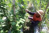 Buruh tani memetik kacang panjang saat panen di area persawahan Desa Paron, Kediri, Jawa Timur, Rabu (10/7/2024). Tiga pekan pasca Idul Adha harga jual kacang panjang di tingkat petani terus mengalami kenaikan dari sebelumnya Rp2.700 menjadi Rp5.500 per kilogram seiring meningkatnya kebutuhan masyarakat akan sayuran sehingga petani kacang panjang untung. ANTARA Jatim/Prasetia Fauzani/mas.