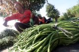 Petani memilah kacang panjang saat panen di area persawahan Desa Paron, Kediri, Jawa Timur, Rabu (10/7/2024). Tiga pekan pasca Idul Adha harga jual kacang panjang di tingkat petani terus mengalami kenaikan dari sebelumnya Rp2.700 menjadi Rp5.500 per kilogram seiring meningkatnya kebutuhan masyarakat akan sayuran sehingga petani kacang panjang untung. ANTARA Jatim/Prasetia Fauzani/mas.