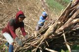 Buruh tani mengangkut tebu hasil panen ke atas truk untuk selanjutnya dikirim ke pabrik gula di Asrikaton, Pakis, Malang, Jawa Timur, Kamis (11/7/2024). Kementerian Pertanian melalui Direktorat Jenderal Perkebunan memproyeksikan hasil produksi gula nasional pada tahun 2024 sebesar 2,38 juta ton sementara kebutuhan gula konsumsi tahun 2024 mencapai 2,93 juta ton. Antara Jatim/Ari Bowo Sucipto/um