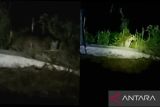 Cirebon BKSDA probes leopard sightings in W Java village