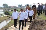 Jokowi ingin hasil pertanian bisa penuhi kebutuhan di Lamsel