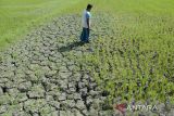 Petani mengamati tanaman padi berumur sekitar dua bulan mengalami kekeringan akibat kemarau di desa Pekan Biluy, Kecamatan Darul Kamal, kabupaten Aceh Besar, Aceh, Jumat (12/7/2024). Pemerintah daerah itu mencatat total luas lahan sawah mencapai 25.692 hektare,  seluas 25.692 hektare di antaranya persawahan irigasi dan 8.770 hektare sawah tadah hujan yang saat ini berpotensi kekeringan dan gagal panen akibat kemarau dan selain kesulitan sumber air untuk dilakukan pompanisasi. ANTARA FOTO/Ampelsa.