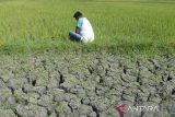 Petani mengamati tanaman padi berumur sekitar dua bulan mengalami kekeringan akibat kemarau di desa Pekan Biluy, Kecamatan Darul Kamal, kabupaten Aceh Besar, Aceh, Jumat (12/7/2024). Pemerintah daerah itu mencatat total luas lahan sawah mencapai 25.692 hektare,  seluas 25.692 hektare di antaranya persawahan irigasi dan 8.770 hektare sawah tadah hujan yang saat ini berpotensi kekeringan dan gagal panen akibat kemarau dan selain kesulitan sumber air untuk dilakukan pompanisasi. ANTARA FOTO/Ampelsa.