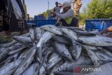 Pekerja mengumpulkan ikan bandeng hasil panen di Karangsong, Indramayu, Jawa Barat, Sabtu (13/4/2024). Kementerian Kelautan dan Perikanan (KKP) menilai produk perikanan mampu mendongkrak angka asupan protein nasional yang saat ini rata-rata 62,3 gram per kapita per hari menjadi 100 gram per kapita per hari pada tahun 2045 melalui program Gerakan Memasyarakatkan Makan Ikan (Gemarikan). ANTARA FOTO/Dedhez Anggara/agr