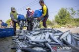 Pekerja mengumpulkan ikan bandeng hasil panen di Karangsong, Indramayu, Jawa Barat, Sabtu (13/4/2024). Kementerian Kelautan dan Perikanan (KKP) menilai produk perikanan mampu mendongkrak angka asupan protein nasional yang saat ini rata-rata 62,3 gram per kapita per hari menjadi 100 gram per kapita per hari pada tahun 2045 melalui program Gerakan Memasyarakatkan Makan Ikan (Gemarikan). ANTARA FOTO/Dedhez Anggara/agr