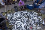 Pekerja mengumpulkan ikan bandeng hasil panen di Karangsong, Indramayu, Jawa Barat, Sabtu (13/4/2024). Kementerian Kelautan dan Perikanan (KKP) menilai produk perikanan mampu mendongkrak angka asupan protein nasional yang saat ini rata-rata 62,3 gram per kapita per hari menjadi 100 gram per kapita per hari pada tahun 2045 melalui program Gerakan Memasyarakatkan Makan Ikan (Gemarikan). ANTARA FOTO/Dedhez Anggara/agr