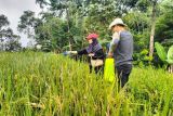 Inovasi mahasiswa Unej bikin alat pembuatan pestisida ramah lingkungan