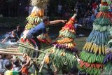 Warga berebut gunungan berisi hasil bumi saat upacara adat Kebur Ubalan di kawasan wisata sumber air Ubalan, Kediri, Jawa Timur, Sabtu (13/7/2024). Tradisi berebut gunungan pada bulan Suro penanggalan Jawa di kawasan mata air tersebut guna melestarikan budaya leluhur sekaligus sebagai sarana promosi wisata. ANTARA Jatim/Prasetia Fauzani/mas.