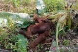 Penemuan bangkai orang utan di Kalbar diperkirakan usia 20 tahun